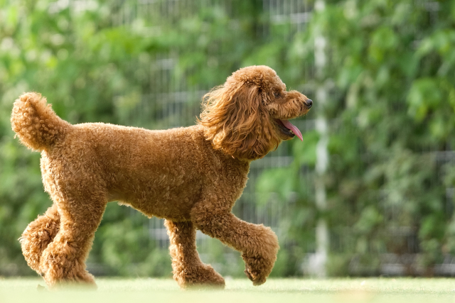有限会社 大平不動産 たいら動物病院の正社員 医療・介護の求人情報イメージ1